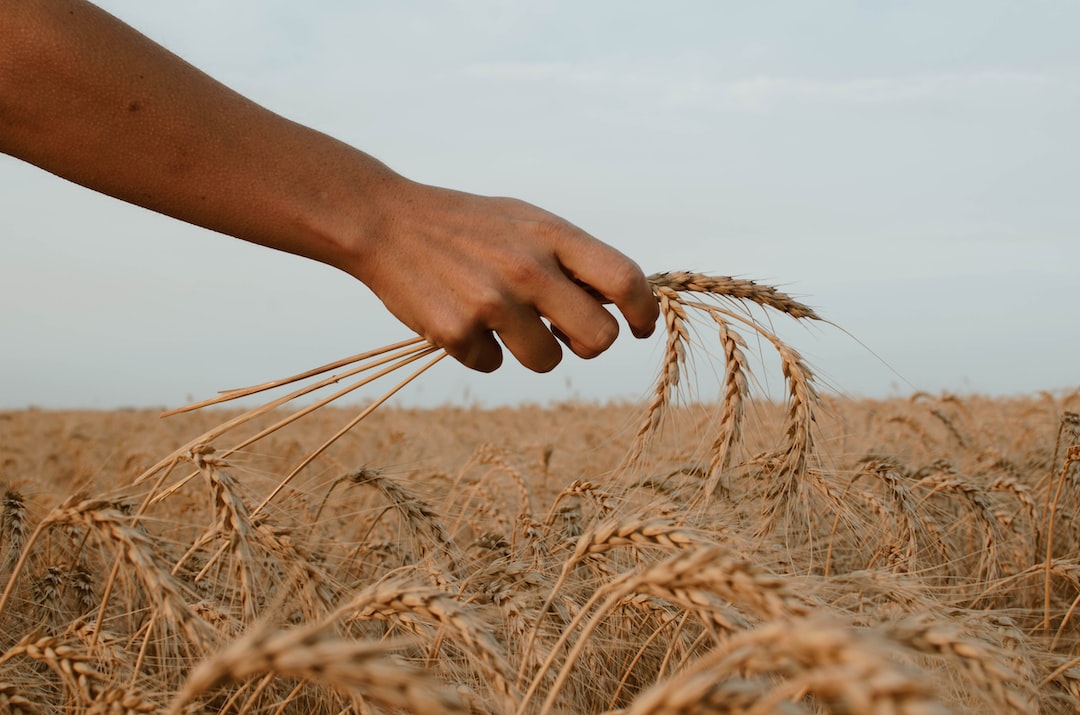 Wybór nasion zbóż z uwzględnieniem celów uprawy: Pasujące odmiany dla różnych zastosowań